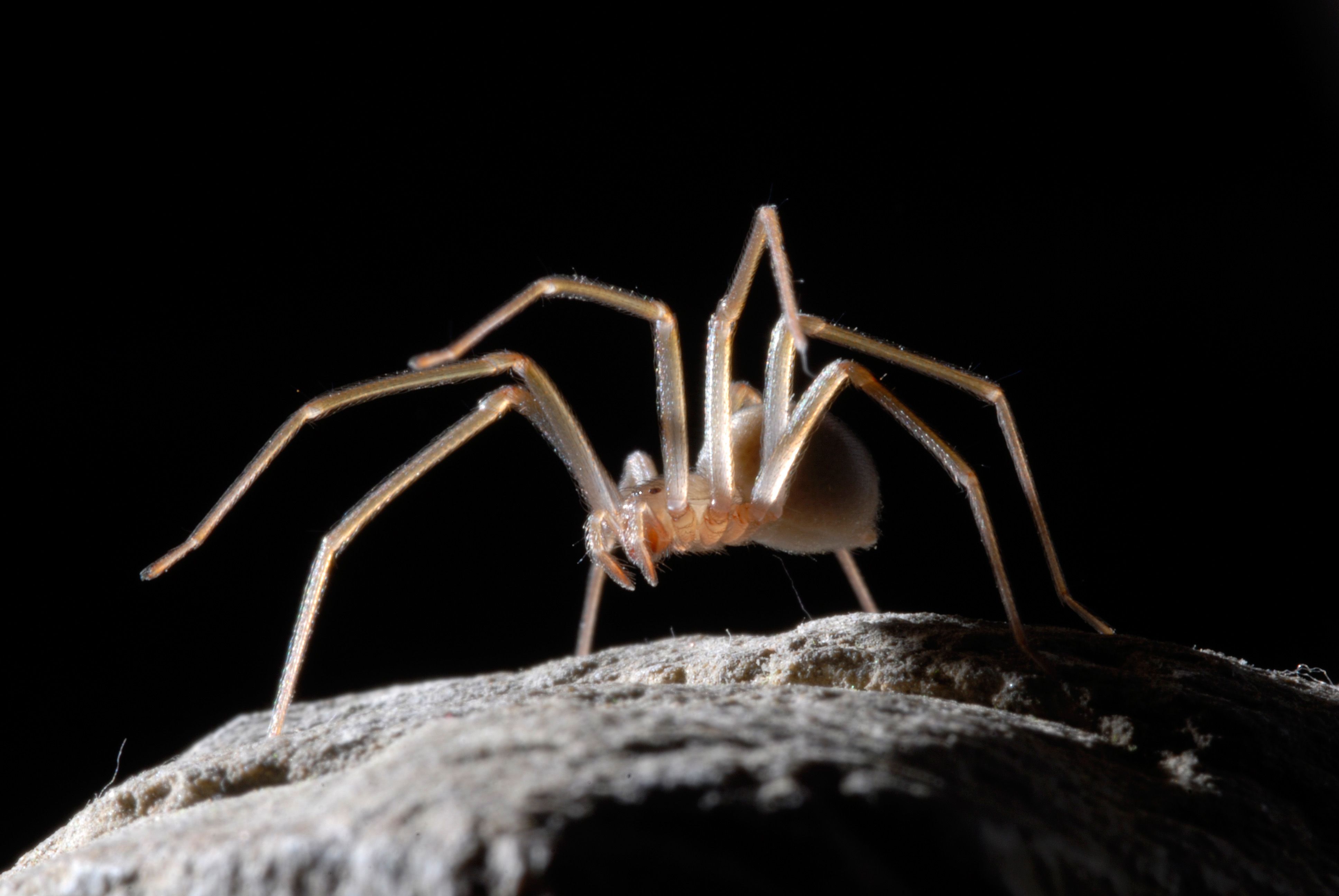 Die sogenannten Loxosceles-Spinnen sollen sich auch bald in Deutschland und Österreich wohl fühlen.
