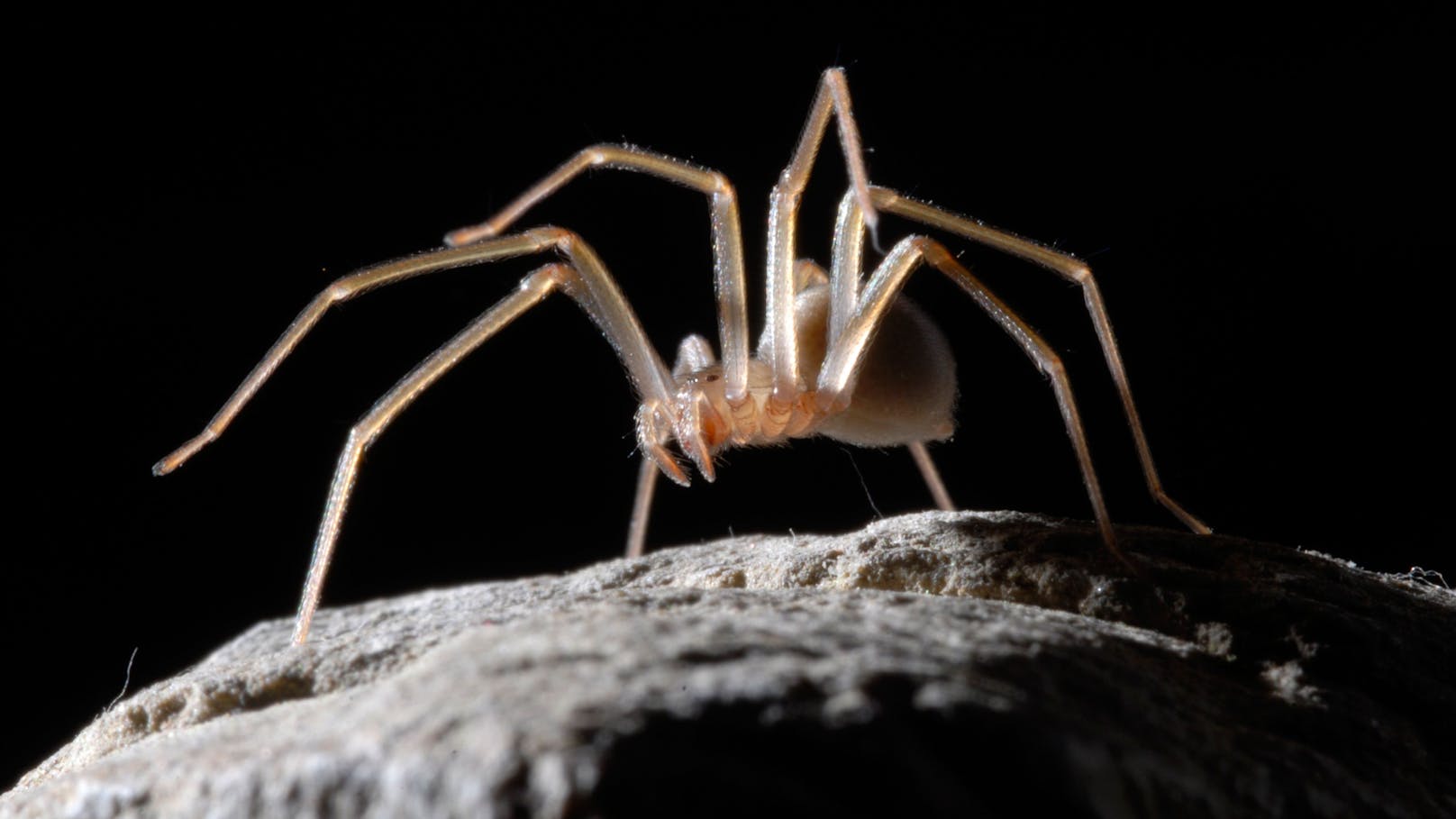 Die sogenannten Loxosceles-Spinnen sollen sich auch bald in Deutschland und Österreich wohl fühlen.