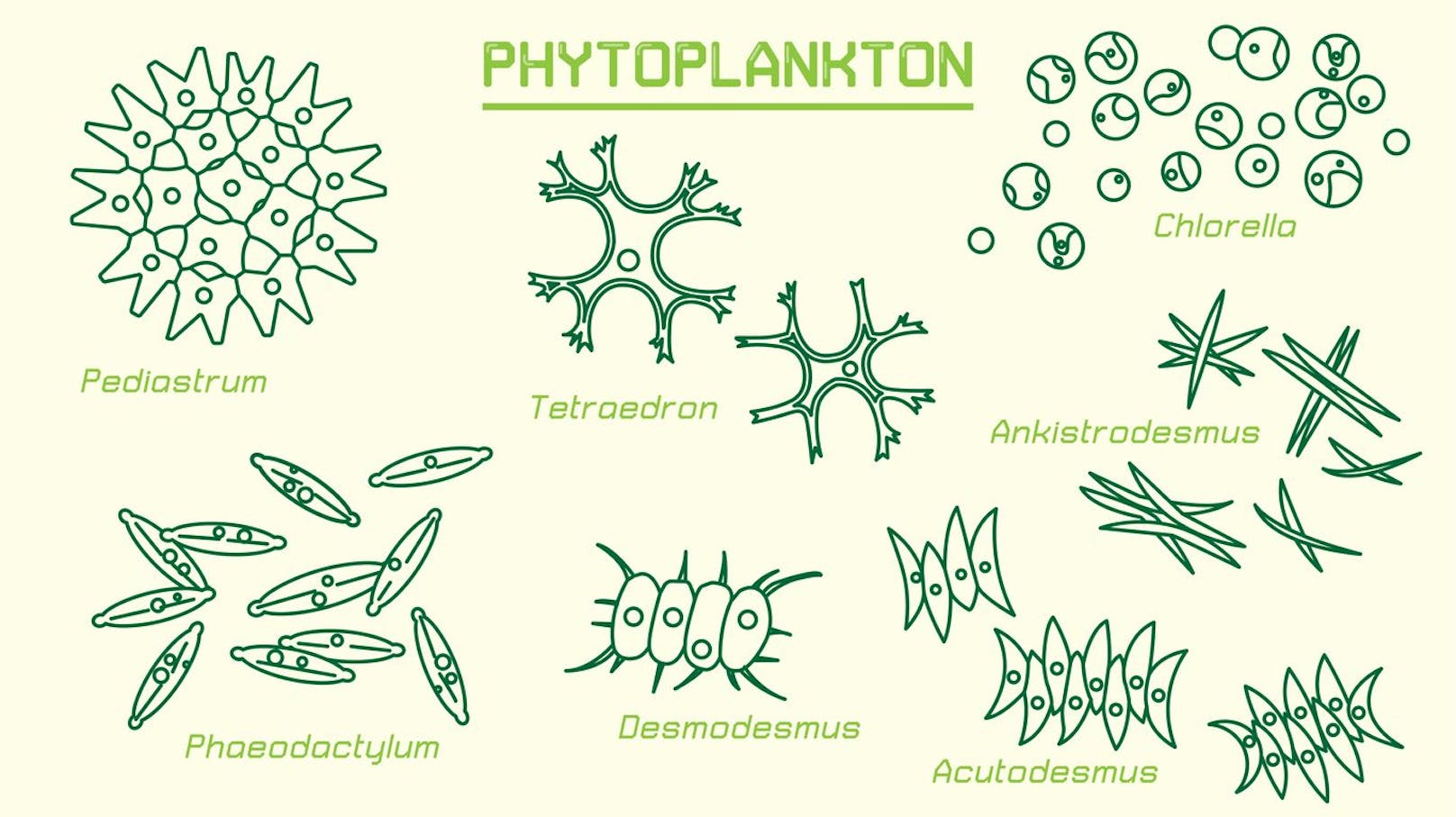 Phytoplankton wandelt Lichtenergie und Mineralstoffe in organische Stoffe um.