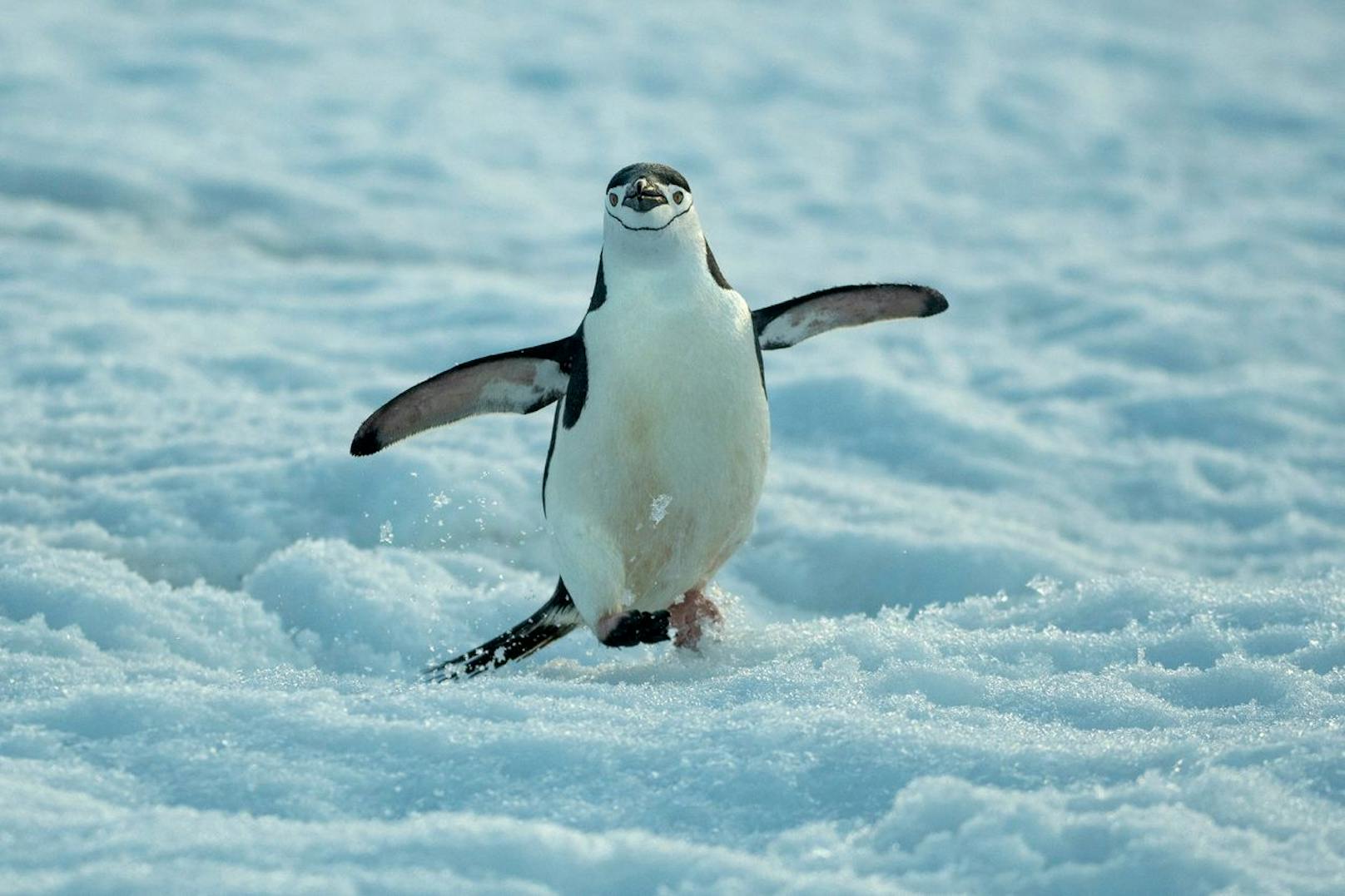 Die Hauptnahrung des Zügelpinguins beschränkt sich auf Krill und kleine Fische.