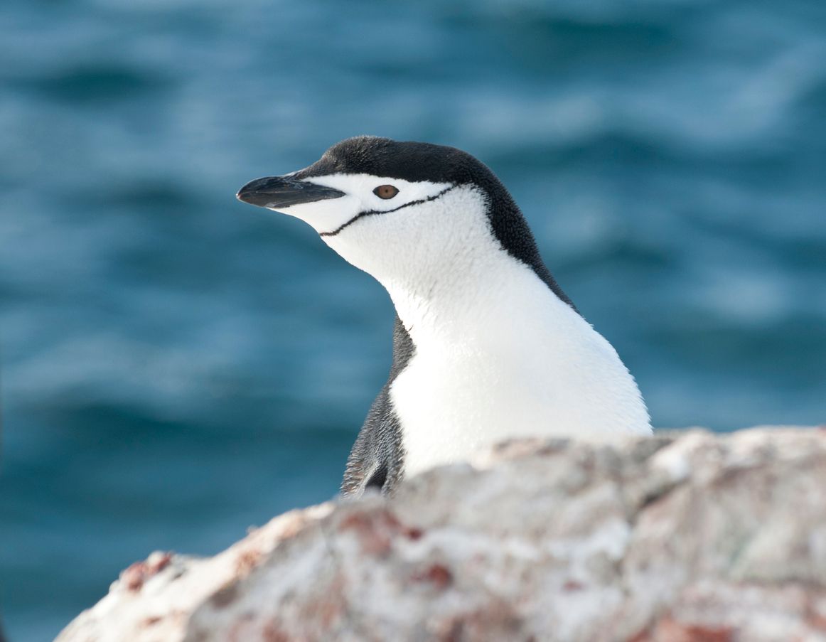 Der Kot der sogenannten Zügelpinguine ist für das Ökostystem am Südpool essenziell.