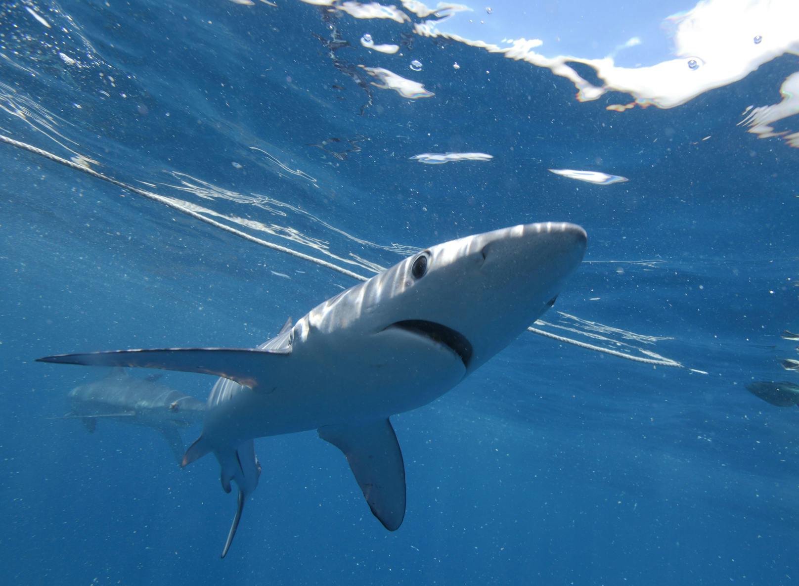 Blauhaie können weit über drei Meter groß werden und halten sich eigentlich in tieferen Gewässern auf. (Symbolbild)