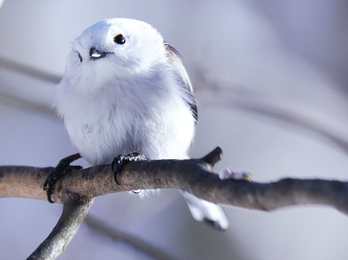 Obwohl die Schwanzmeise auch bei uns heimisch ist, kennt diesen niedlichen Wattebausch kaum jemand.