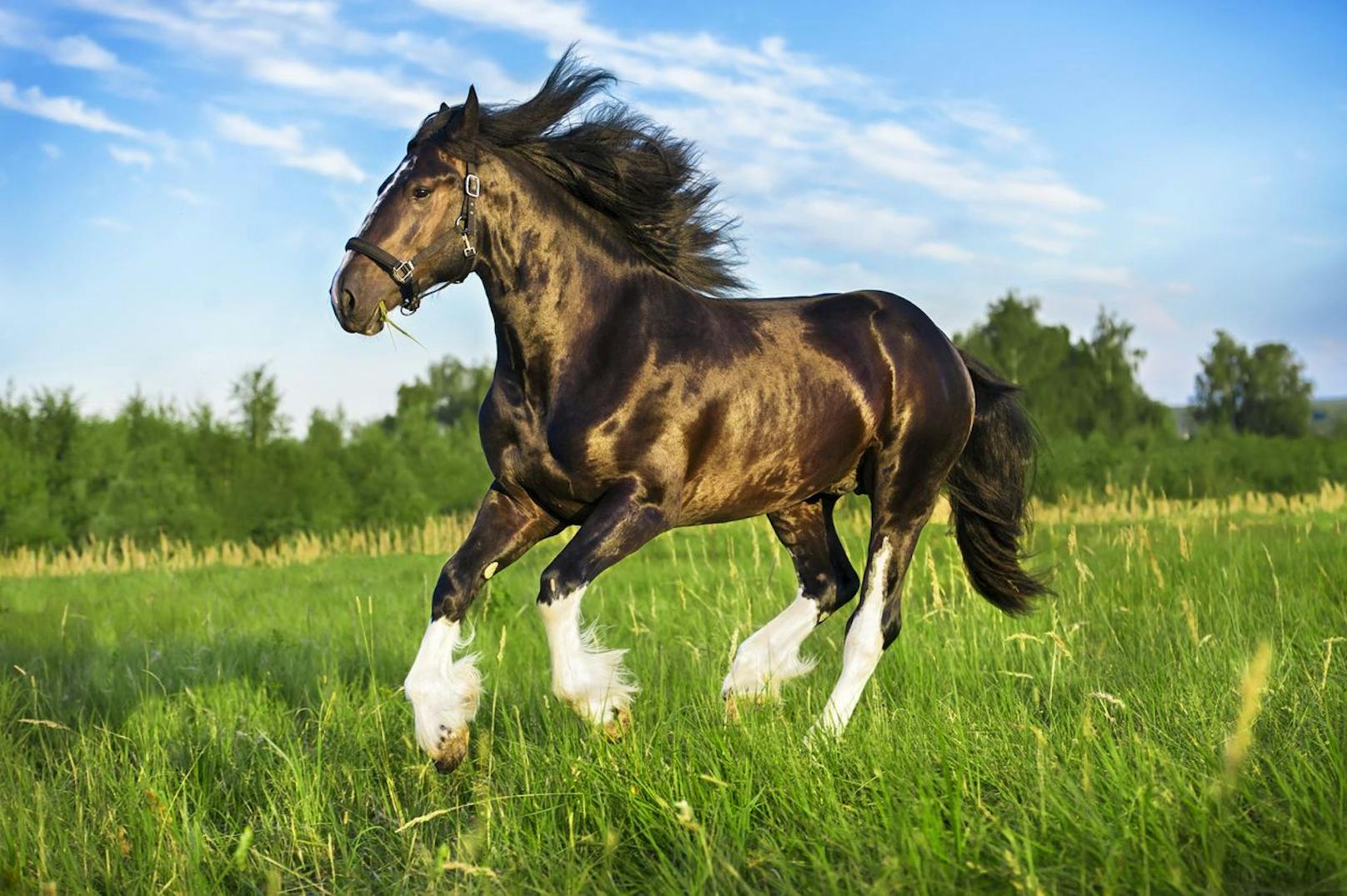 Shire-Horses gehören zu den Kaltblütern und sind in der Regel sehr robust. 