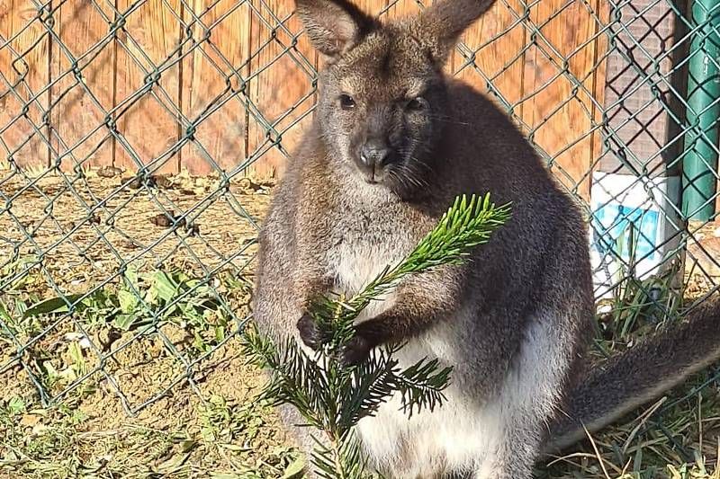 Dieses Känguru wird gesucht.