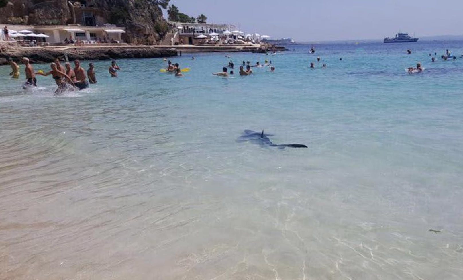 Auf Mallorca kommt es immer wieder einmal zu Hai-Sichtungen. Blauhaie in Küstennähe sind jedoch selten. Zuletzt kam es im&nbsp;Juni 2017 zu einer Begegnung mit einem Blauhai vor der Südwestküste von Mallorca.