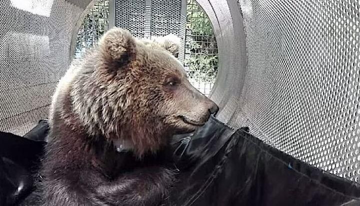 Lebendig gefasst: Die Bärin trägt den Code JJ4 und wurde auf den Namen 