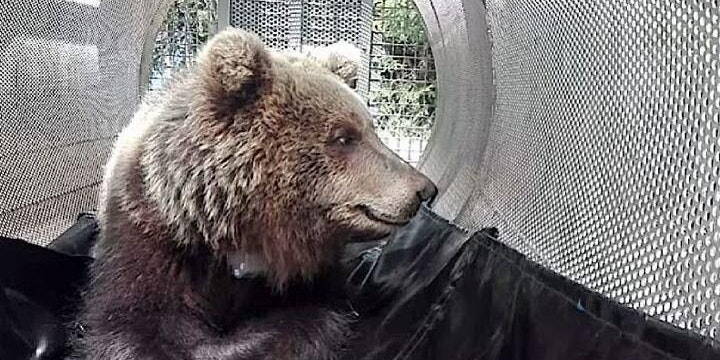 Die Bärin JJ4 wurde lebendig gefasst.