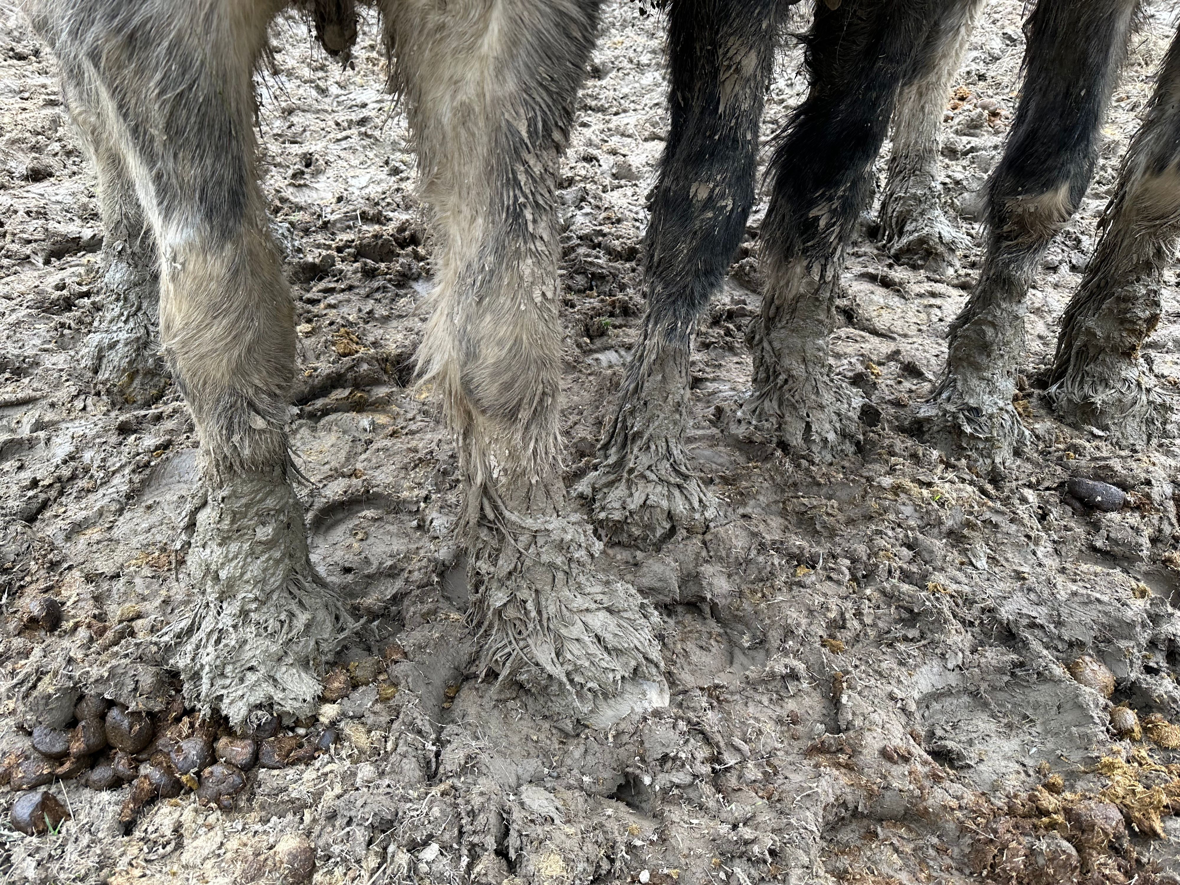 Bereits Ende letzten Jahres wurde eine tierquälerische Pferdehaltung in Waldzell zur Anzeige gebracht.&nbsp;