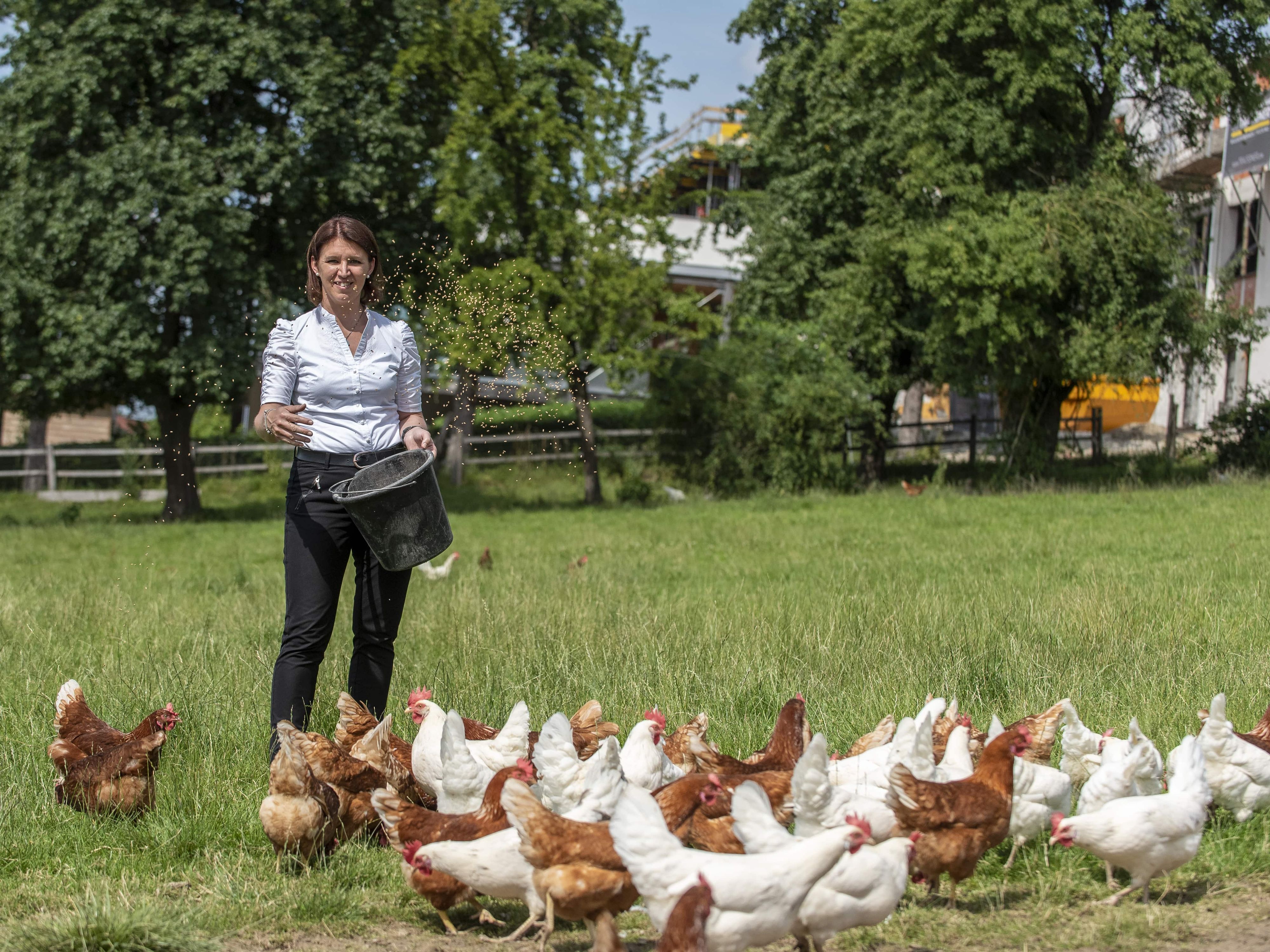 Landesrätin Michaela Langer-Weninger appelliert an den Bund, die Stallpflicht aufzuheben.