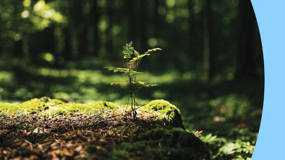 Salesforce führt Nature-Positive-Strategie ein.