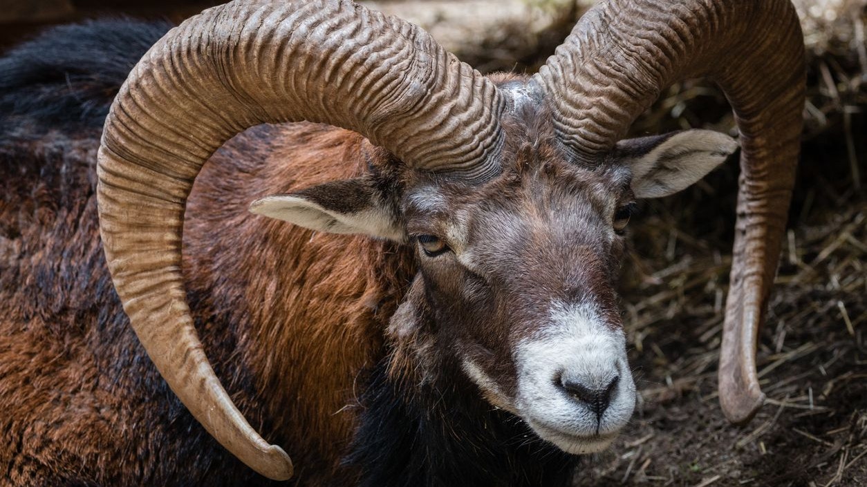 Heute.at - Brutalste Tierquälerei - Mann reißt Schaf Hörner aus