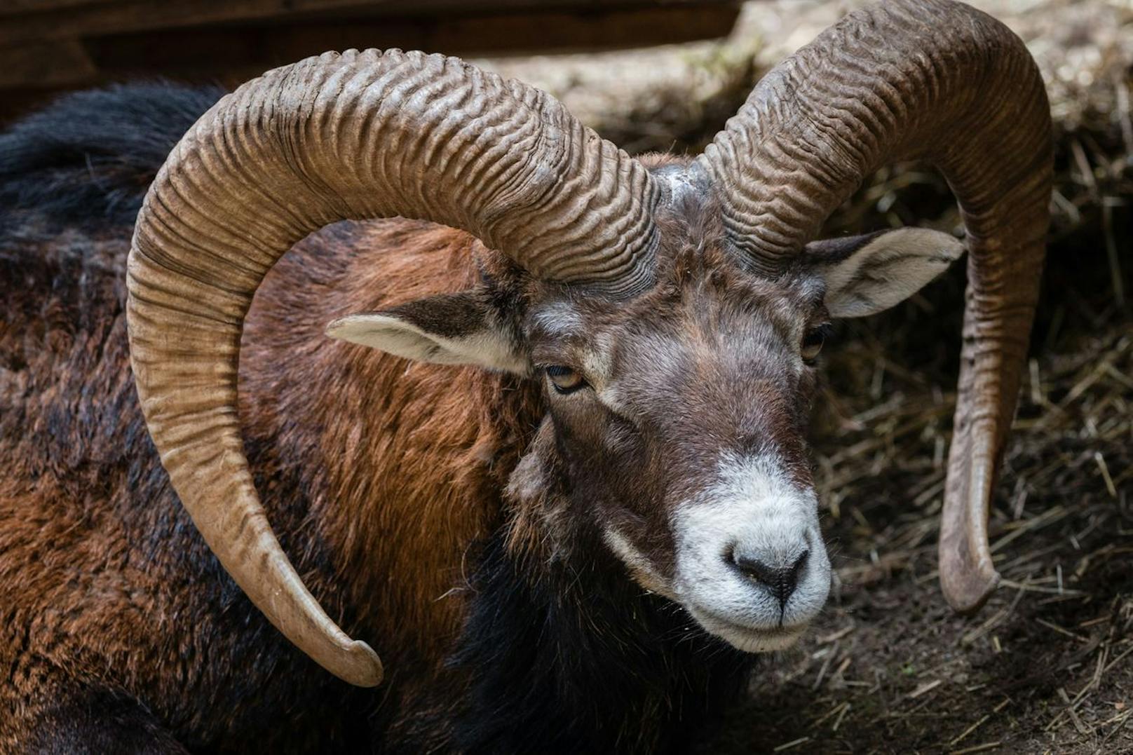 Brutalste Tierquälerei - Mann reißt Schaf Hörner aus