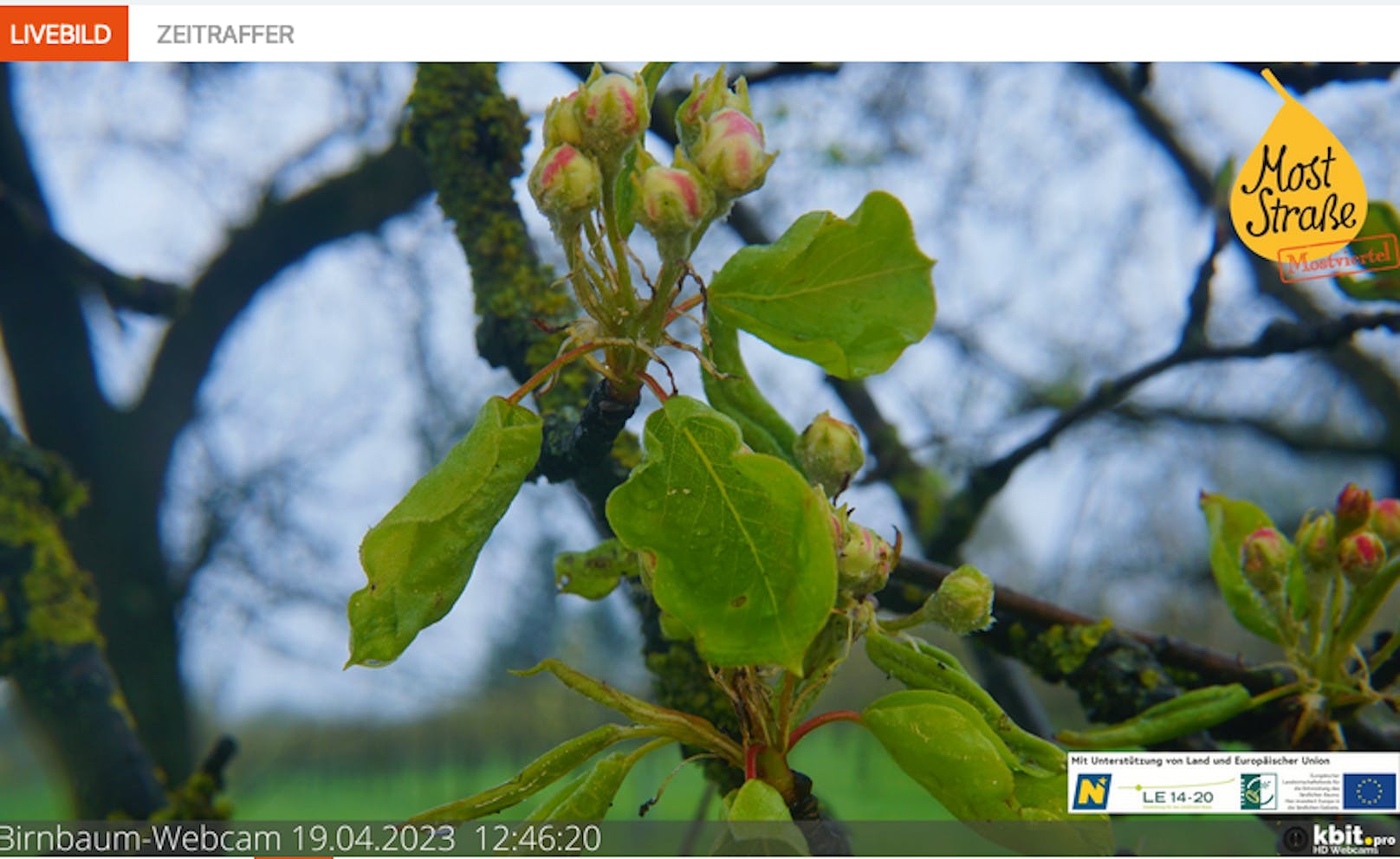 Via Webcame kann jeder die Birnenblüte verfolgen....leider crashten Pornos das Naturschauspiel.&nbsp;