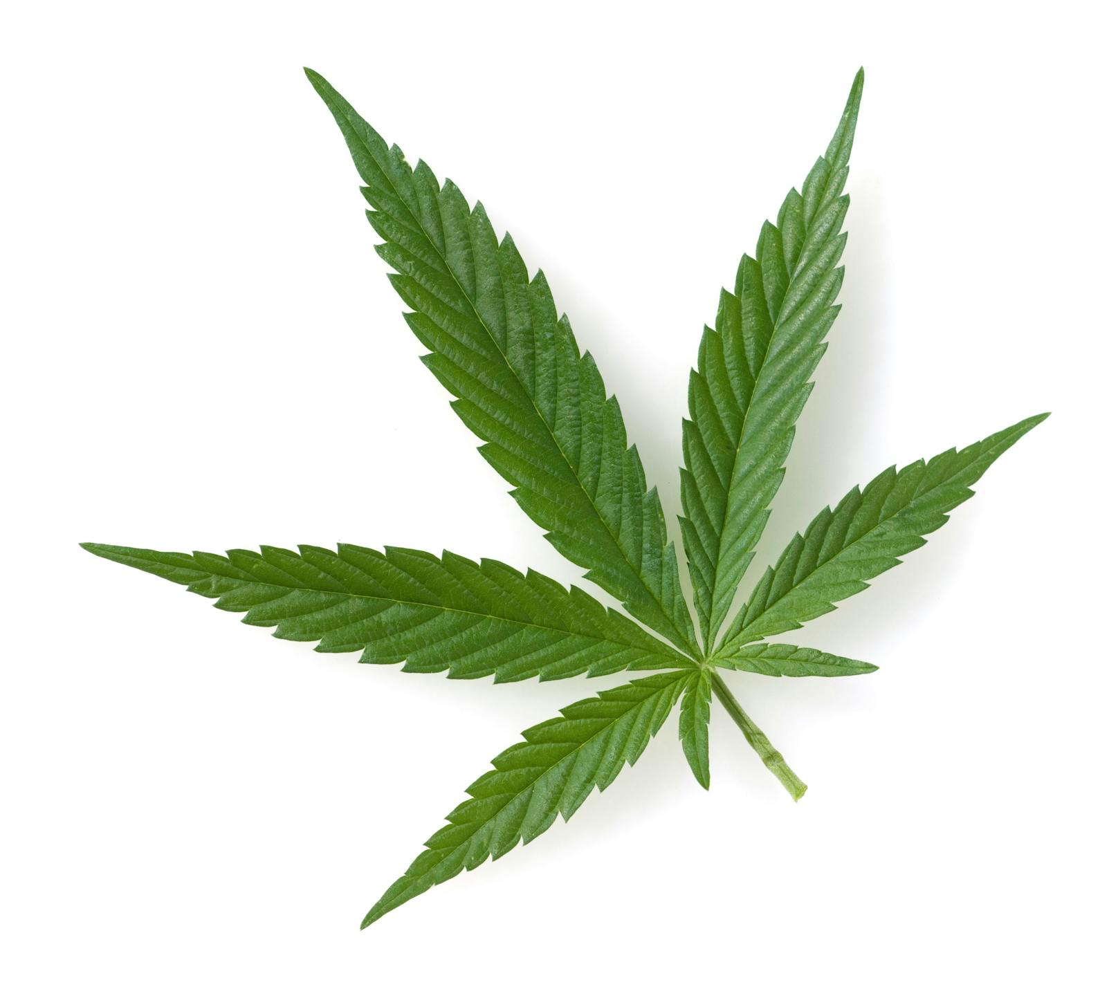 Ginge es nach den NEOS, wäre Cannabis für Erwachsene legal zu erwerben.