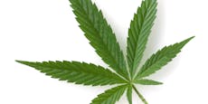 NEOS fordern Entkriminalisierung von Cannabis