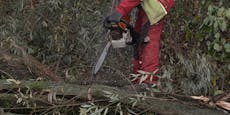 68-Jähriger bei Forstarbeiten von Baum getroffen