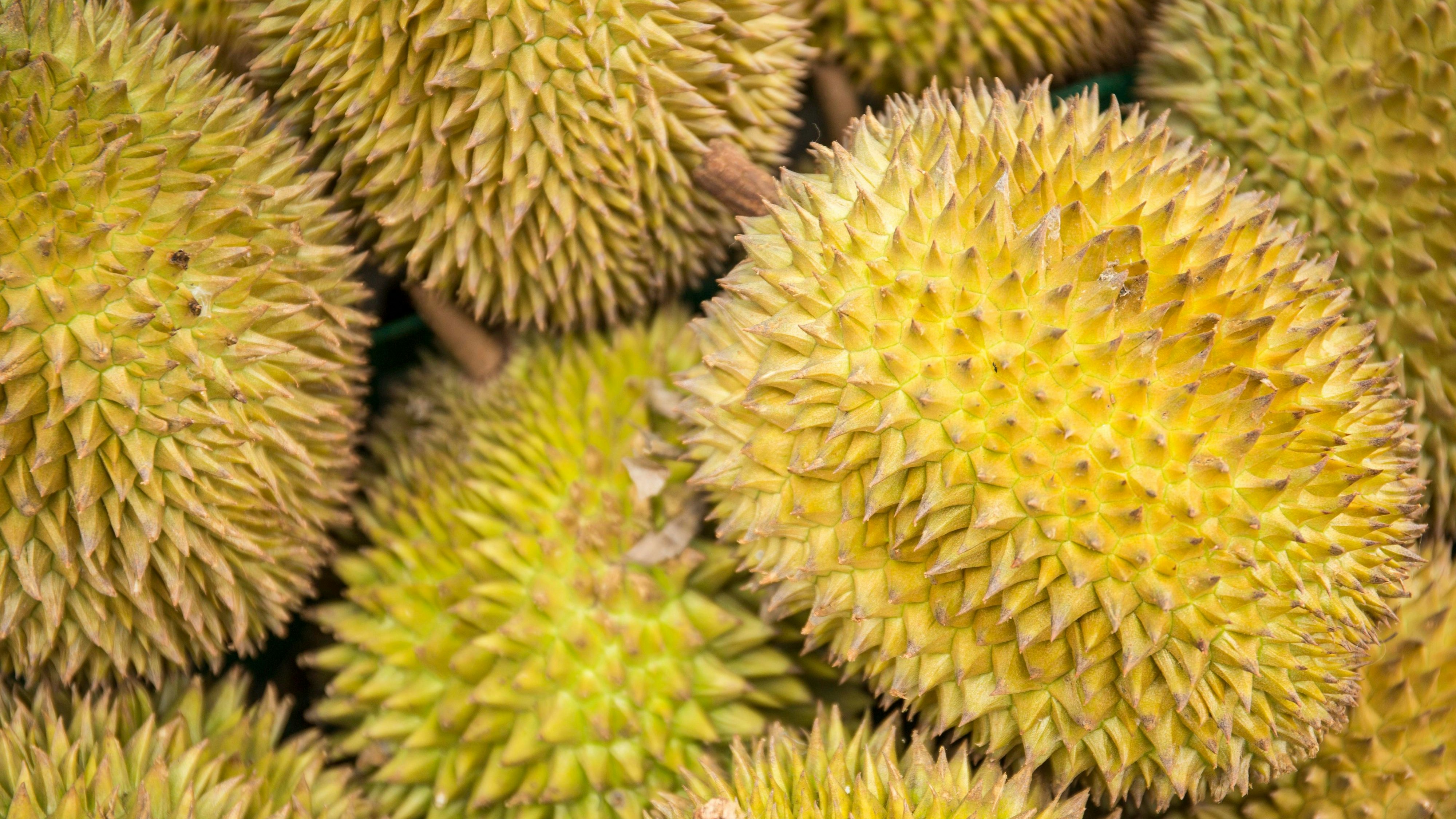Download von www.picturedesk.com am 19.04.2023 (13:18).  Stinkfrucht (Durio zibethinus) auf dem Markt, Kandy, Sri Lanka, Asien - 20160810_PD22276 - Rechteinfo: Royalty Free (RF)