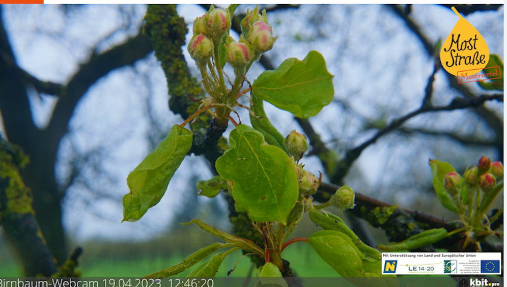 Brinbaumblüte Mostviertel