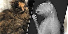 Tierärztin: "Katze Peach per Kopfschuss hingerichtet"
