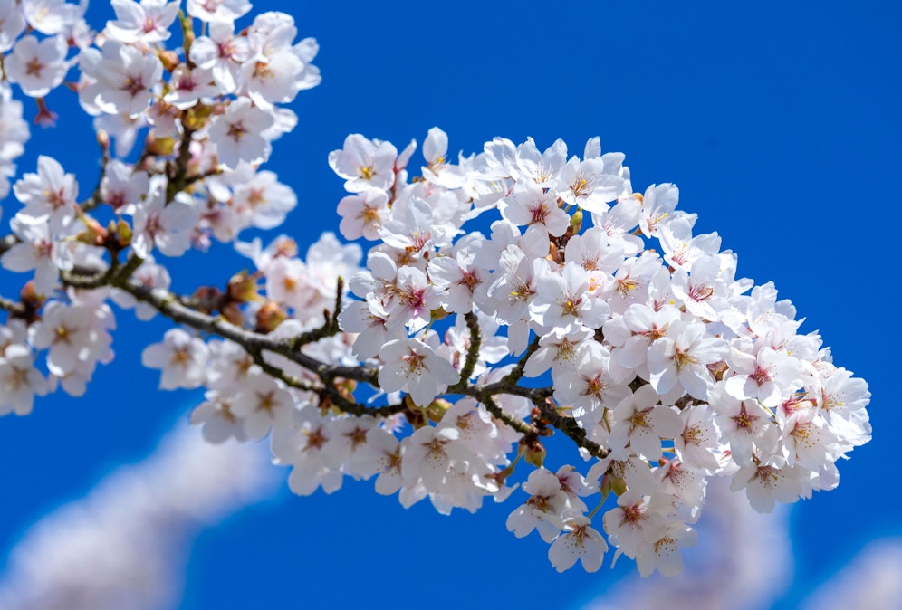 Zum Wochenende zeigt sich das Wetter von seiner frühlingshaften Seite. 