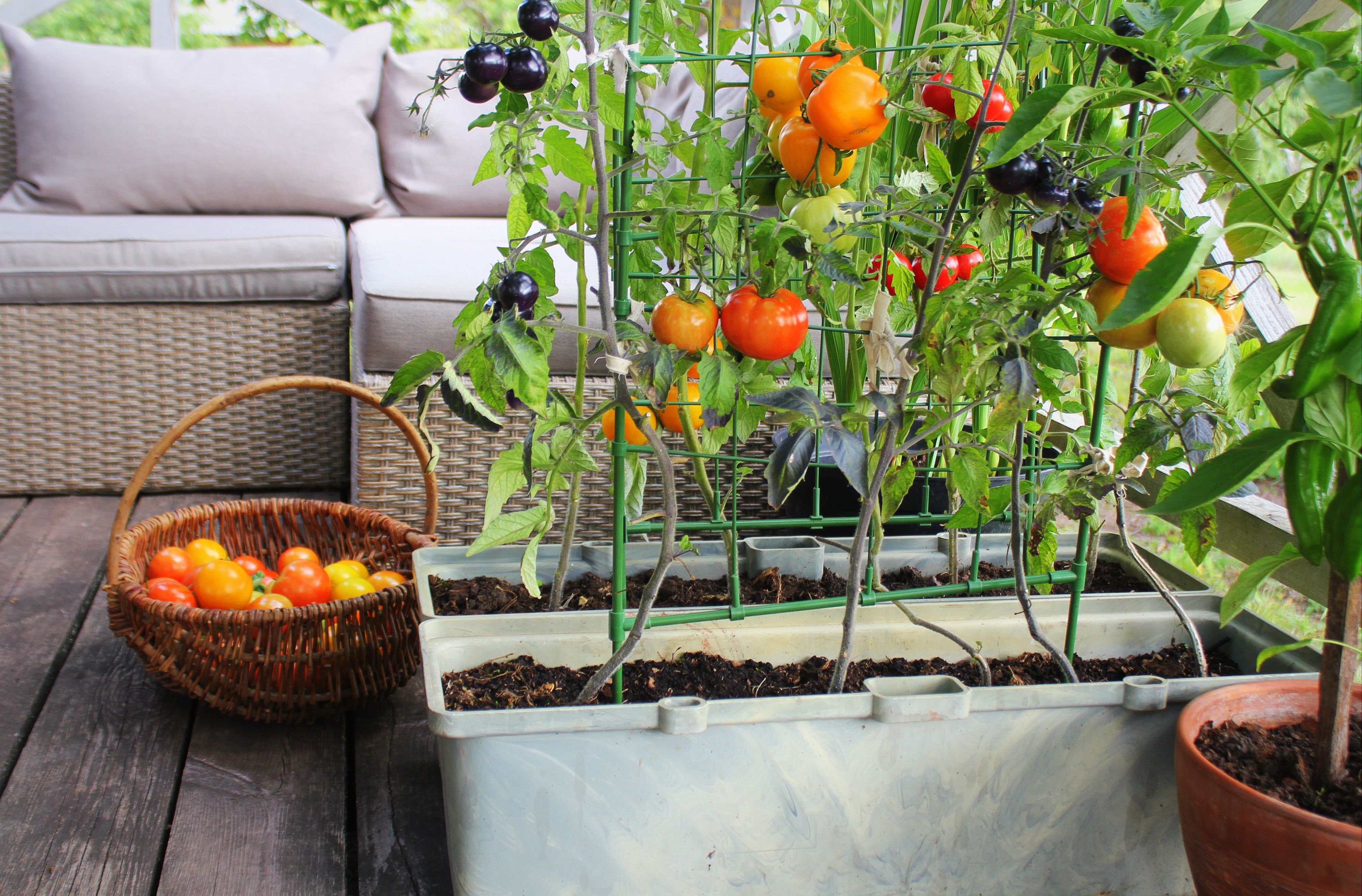 Container vegetables gardening. Vegetable garden on a terrace. Red, orange, yellow, black tomatoes growing in container .