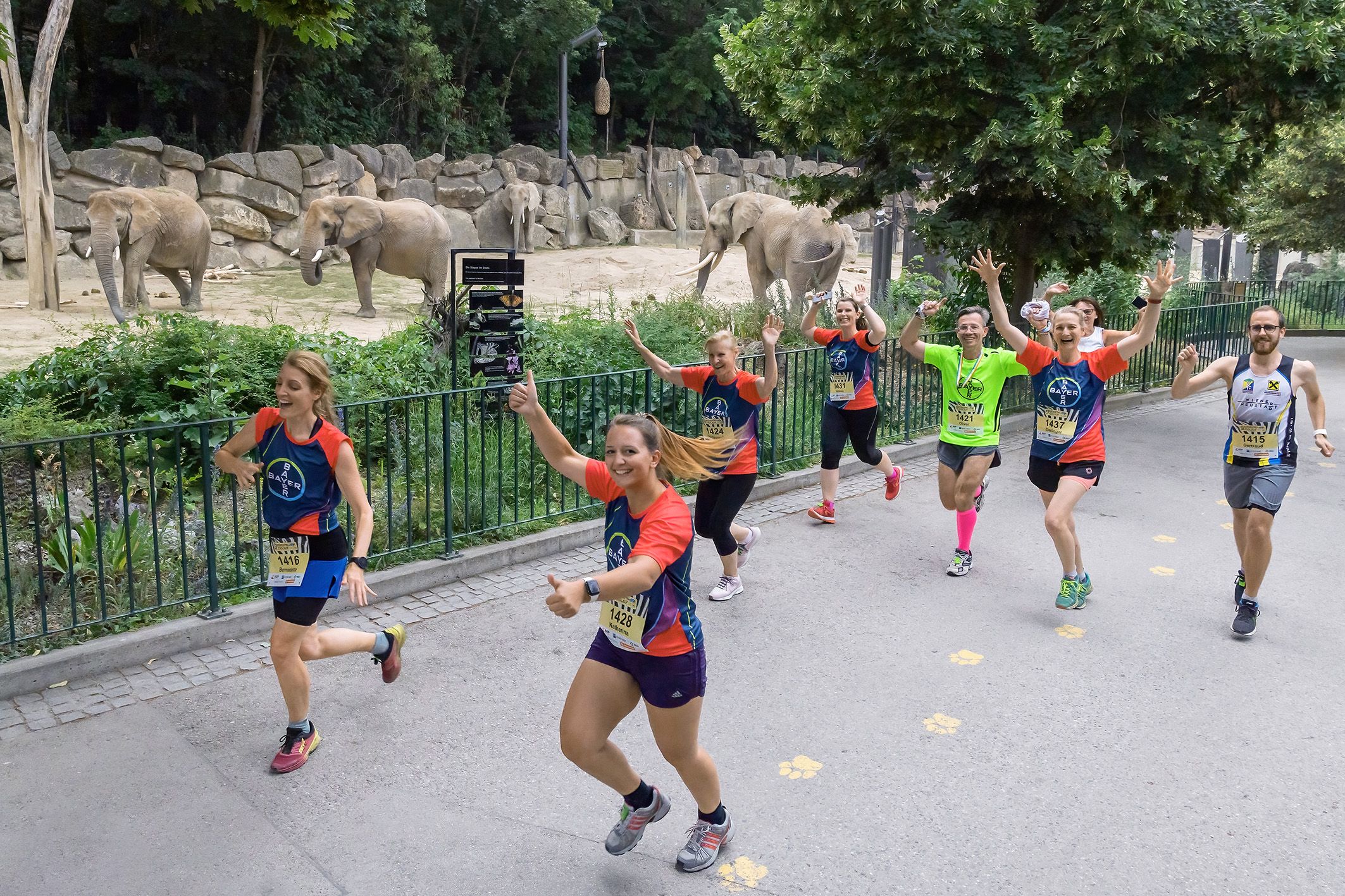 Bereits zum 10. Mal darf man nach Schließung durch den Tiergarten Schönbrunn laufen - alles für den guten Zweck.