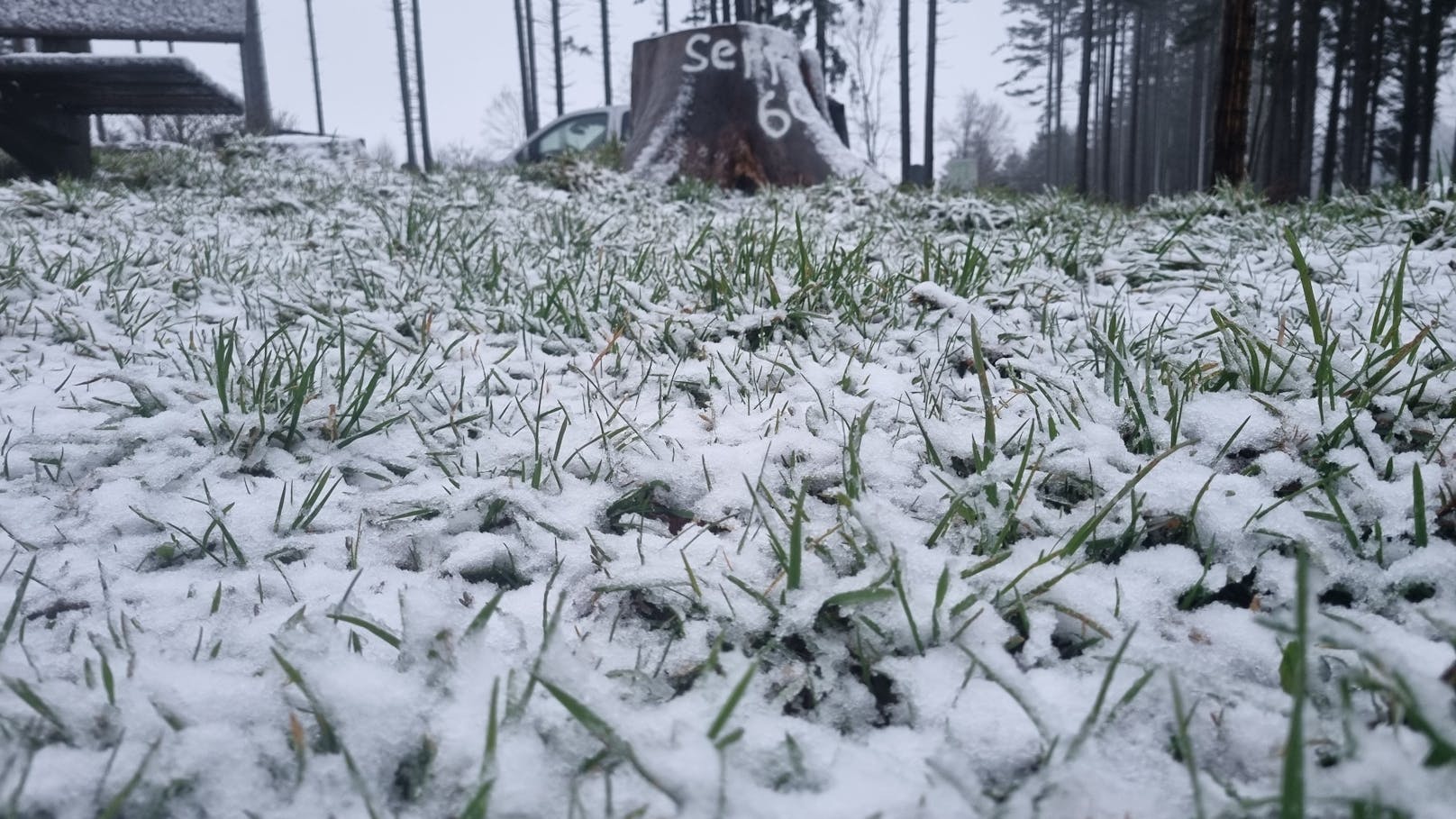 Zögerlich kämpft sich das Gras durchs Weiß.