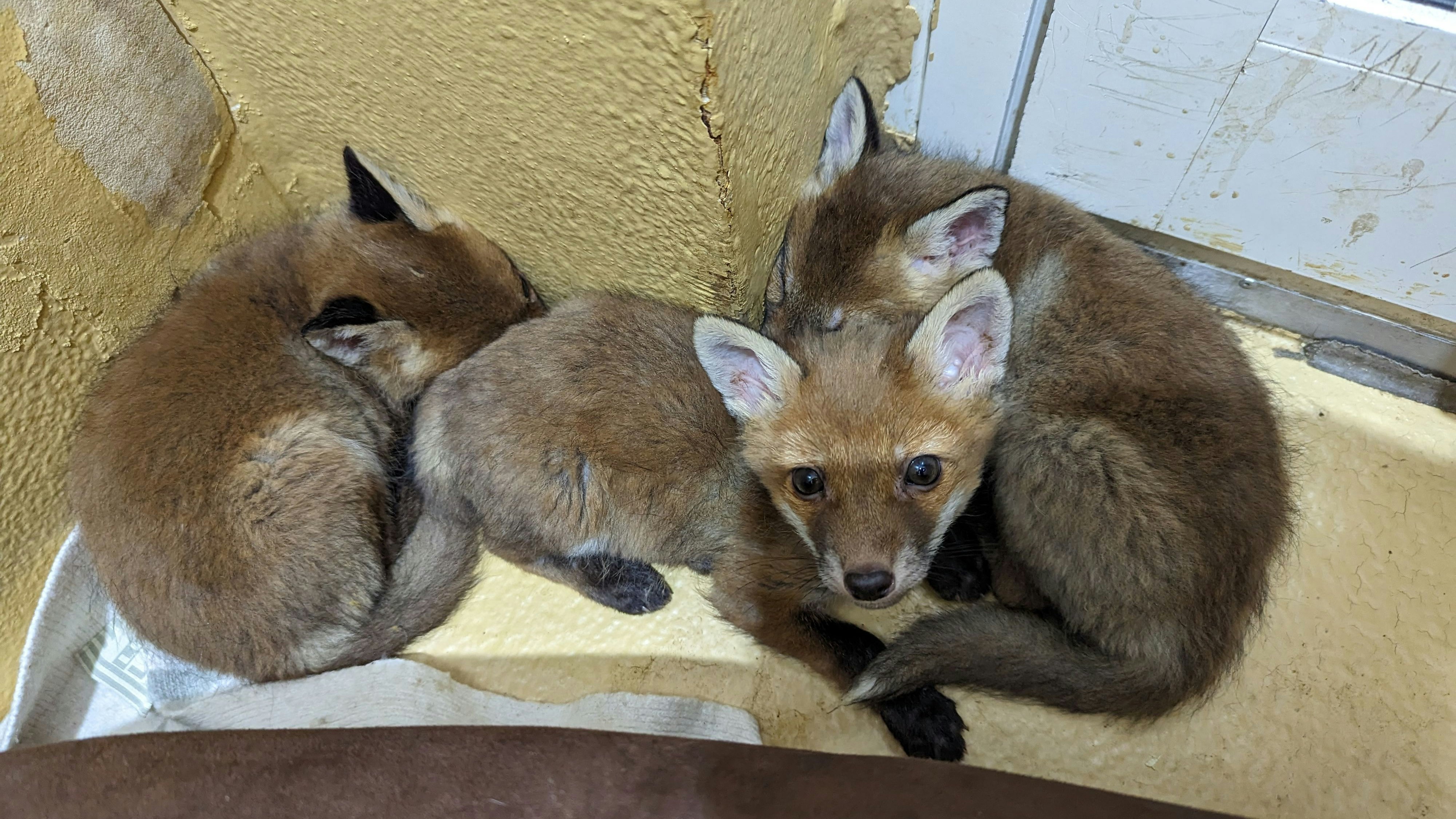Babyfüchse Tierschutzhaus Vösendorf