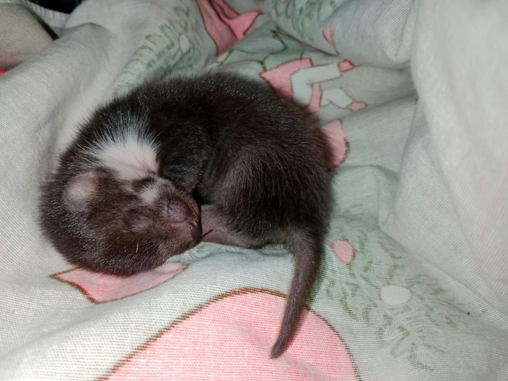 Entzückende Marderbabys wurden vom Tierschutzverein Katzfatz gerettet.