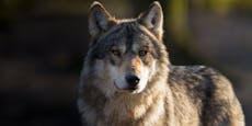 Wolf reißt auch in Niederösterreich immer mehr Tiere