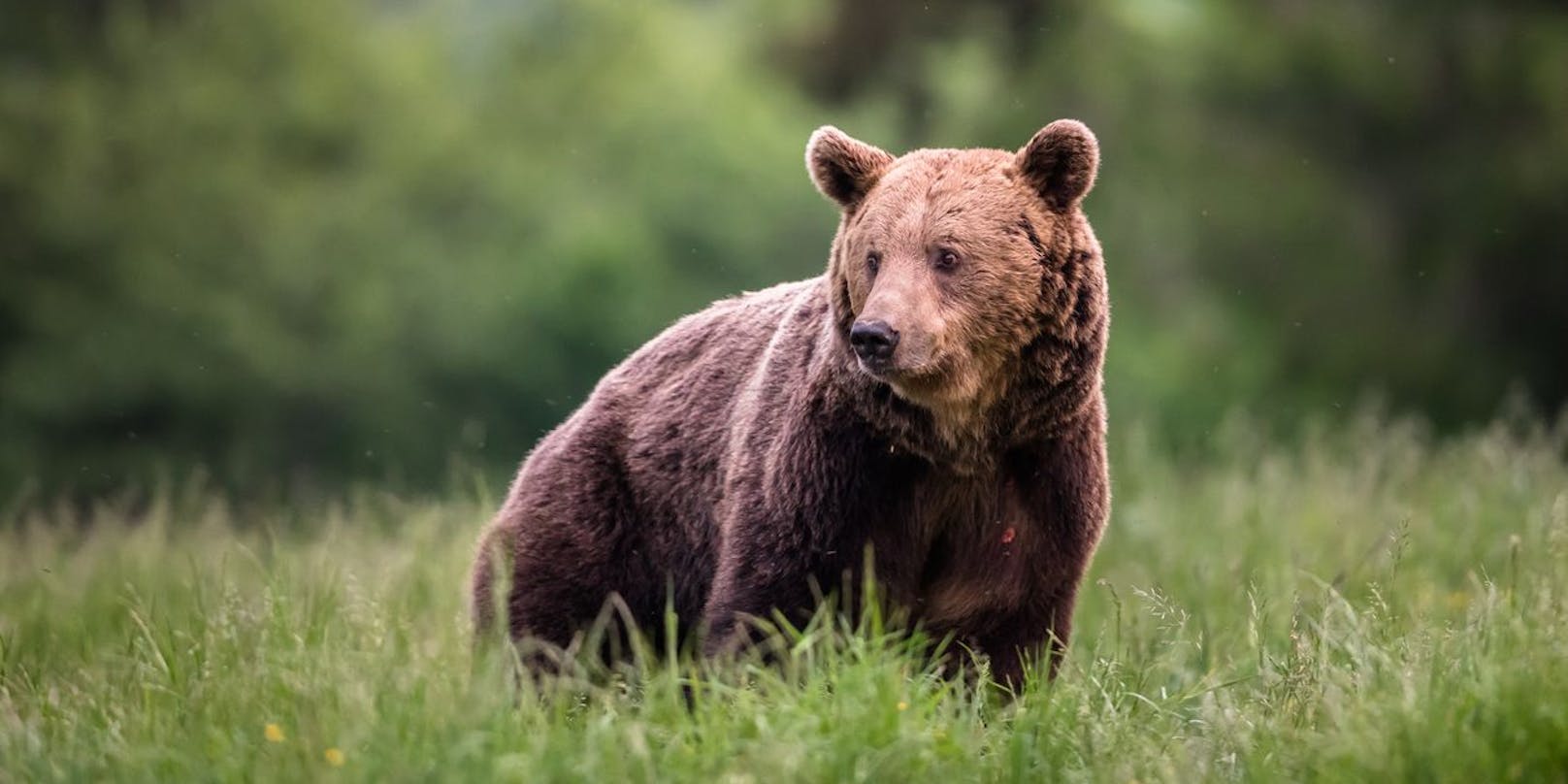 Aufgrund eines Angriffs in Italien sorgen Braunbären in letzter Zeit immer öfter für Schlagzeilen.&nbsp;