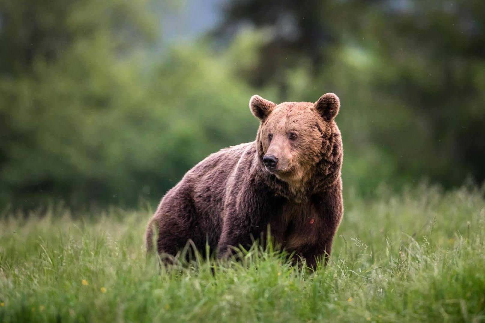 In Tirol wurde ein Bär gesichtet.