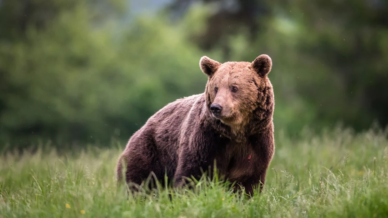 Heute.at - Wenn der Bär kommt – nicht steppen, aber singen