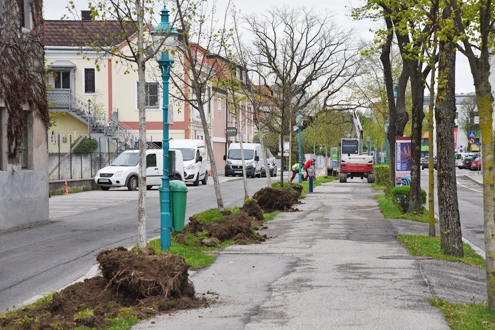 Die Rettungsaktion ist Teil einer Umgestaltung des St.Pöltner Promenadenrings.