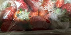 Wiener Marktamt "erntet" 1.500 Kilo Ekel-Erdbeeren