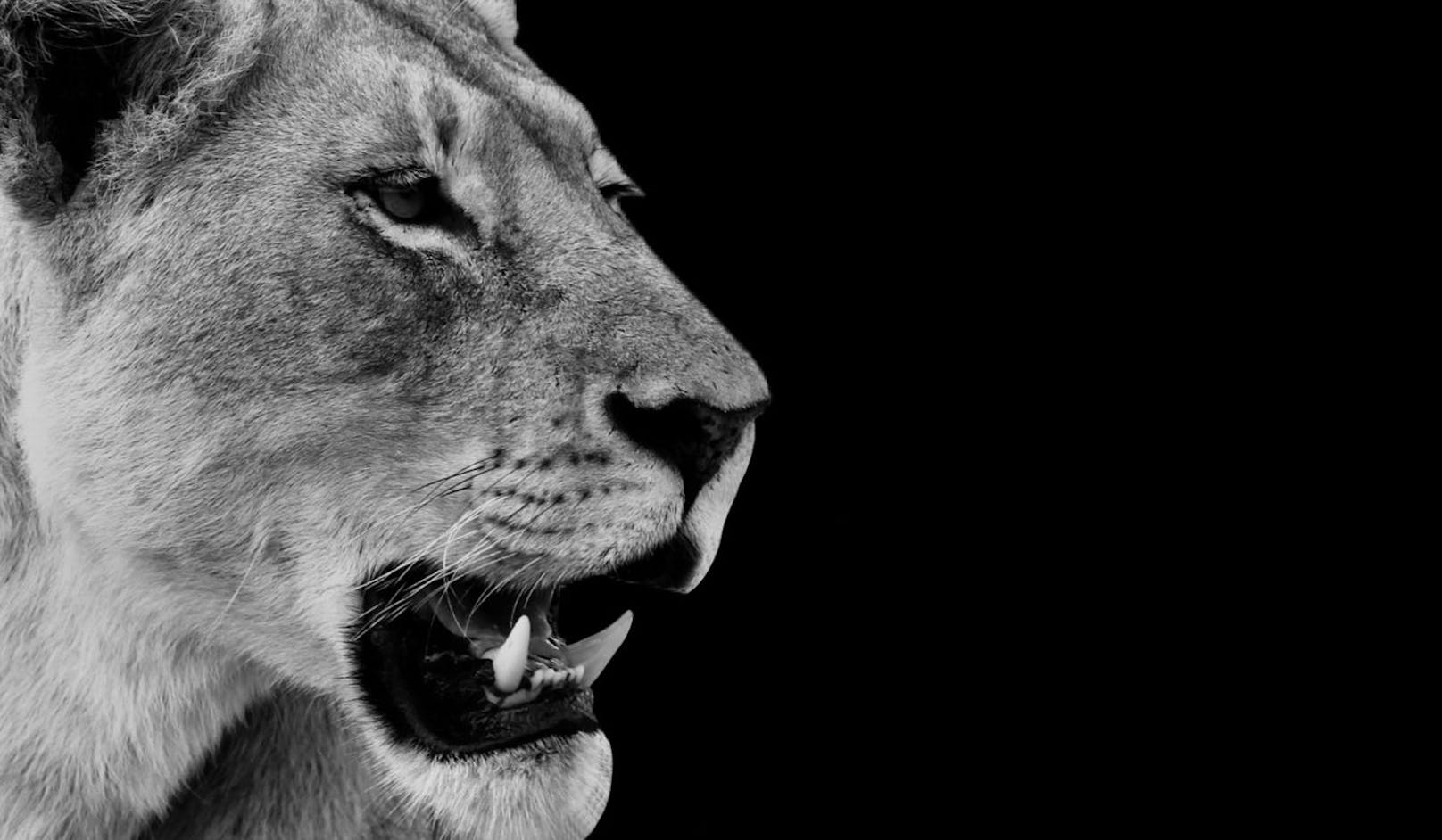Seltsam aber wahr - im afrikanischen Tschad galten Löwen seit 20 Jahren als ausgerottet. Bis jetzt!