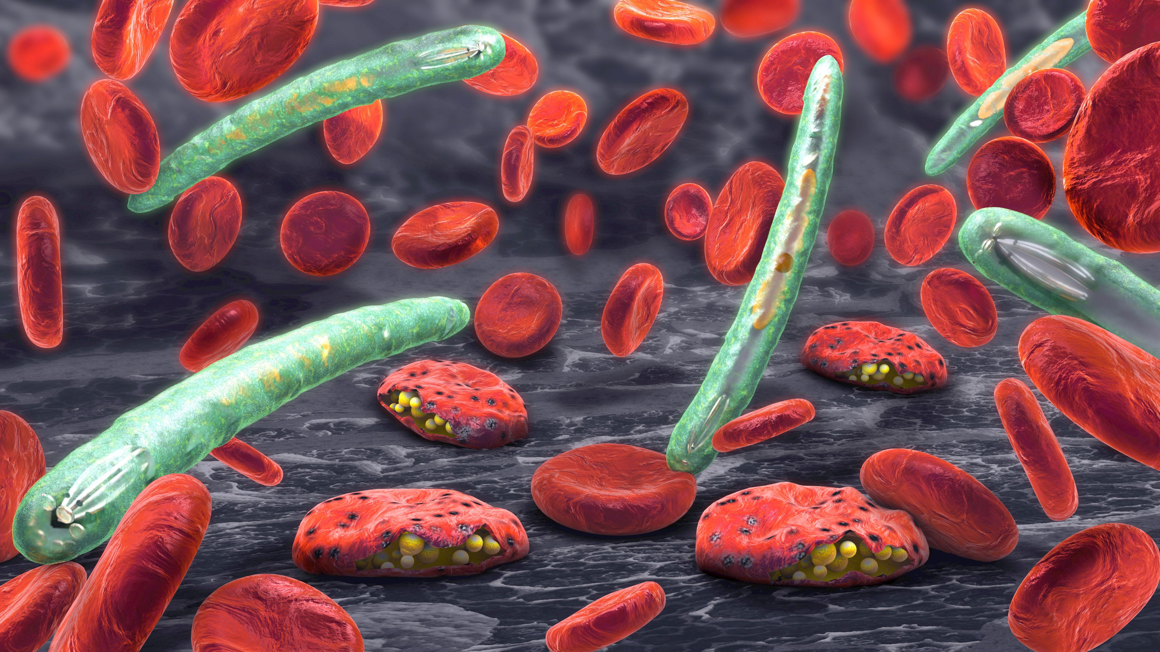 3d illustration of blood cells, plasmodium causing malaria disease