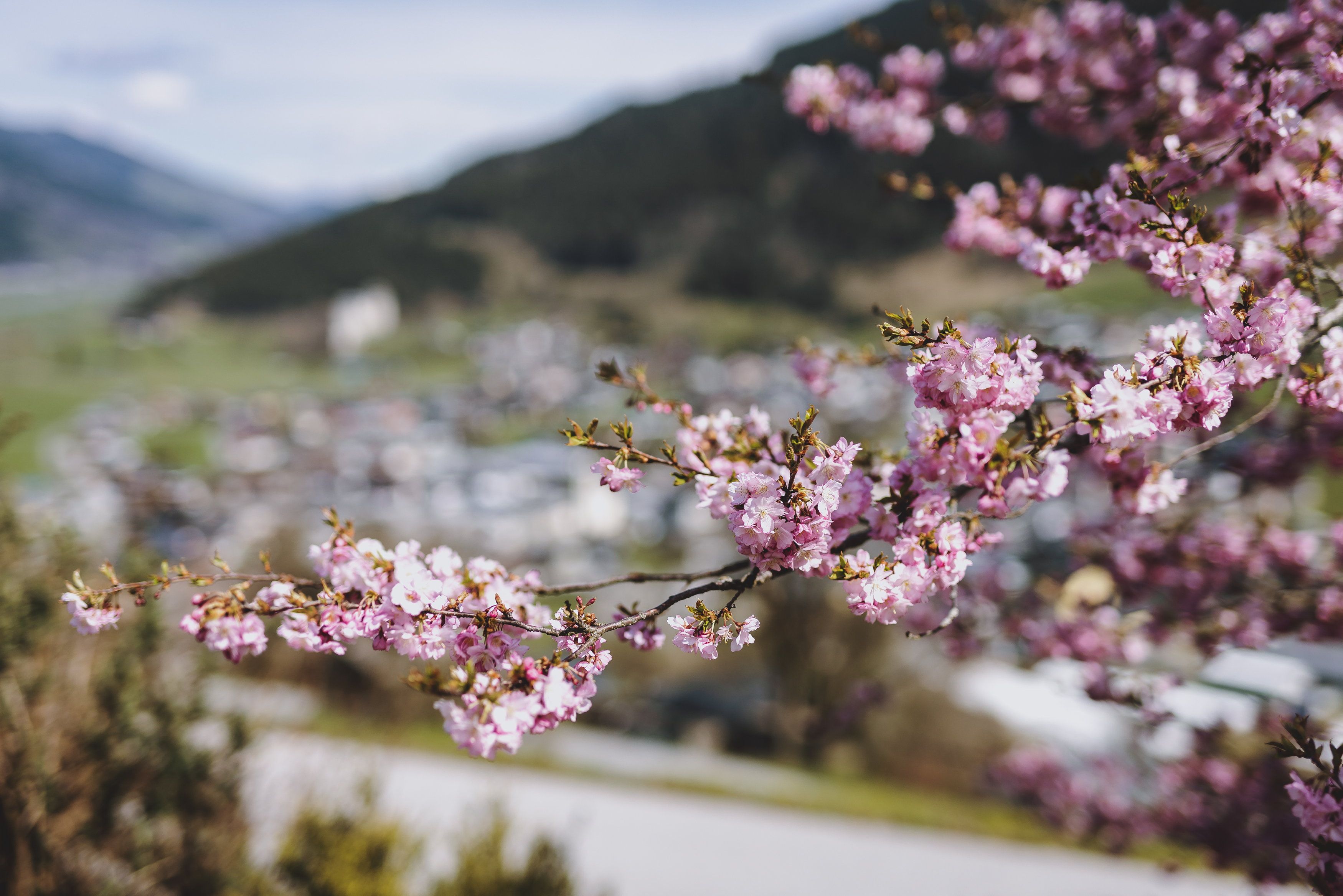 Rosa Blüten eines Kirschbaumes in Kaprun. Symbolbild