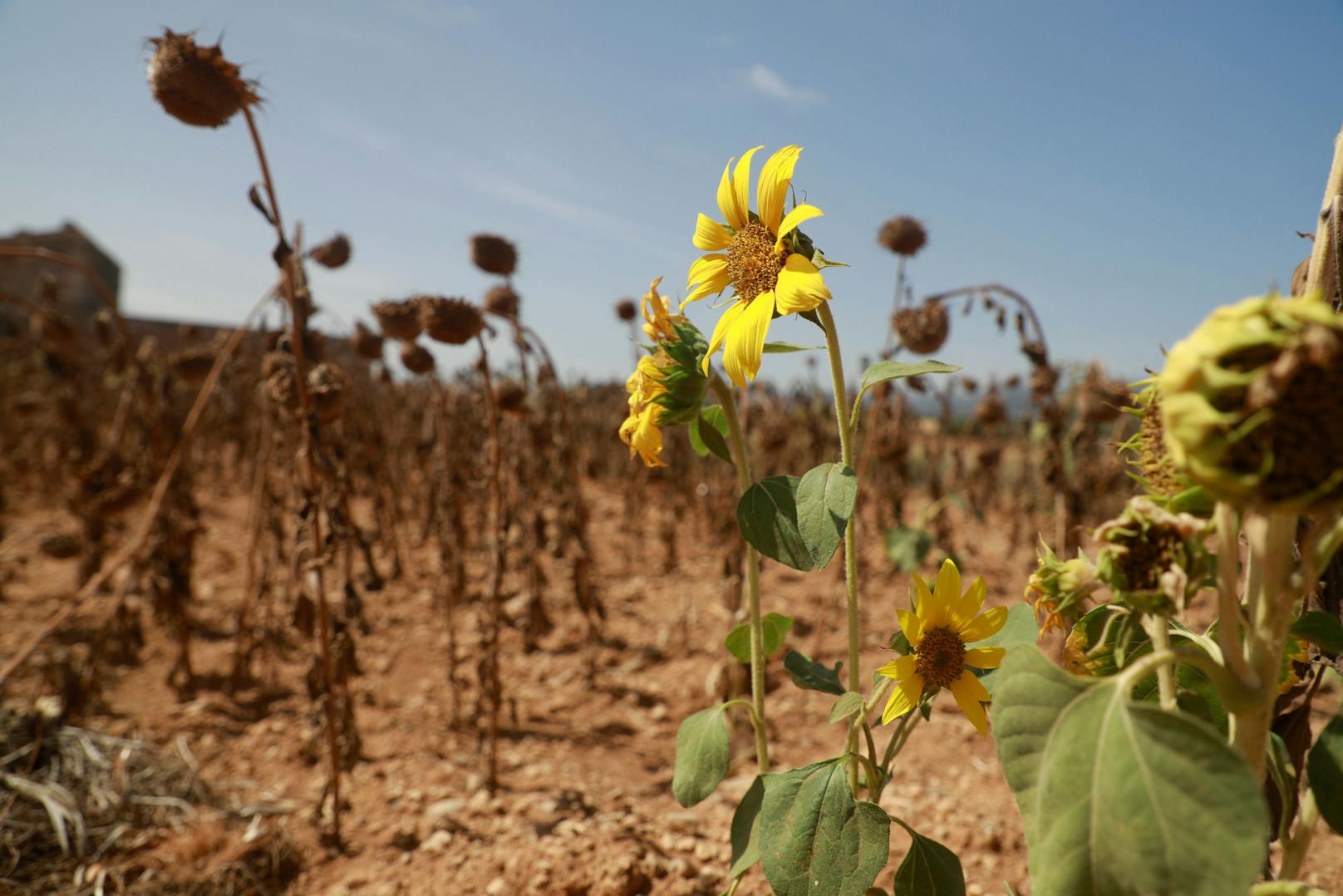 Regen wäre dringend notwendig, da viele Regionen Spaniens schon länger unter großer Trockenheit leiden.