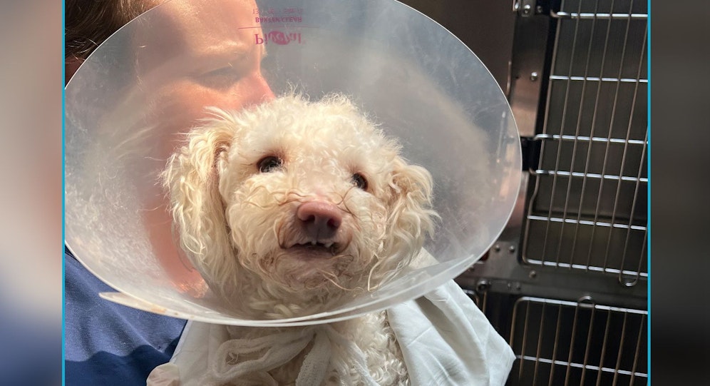 Der kleine Pudelrüde 