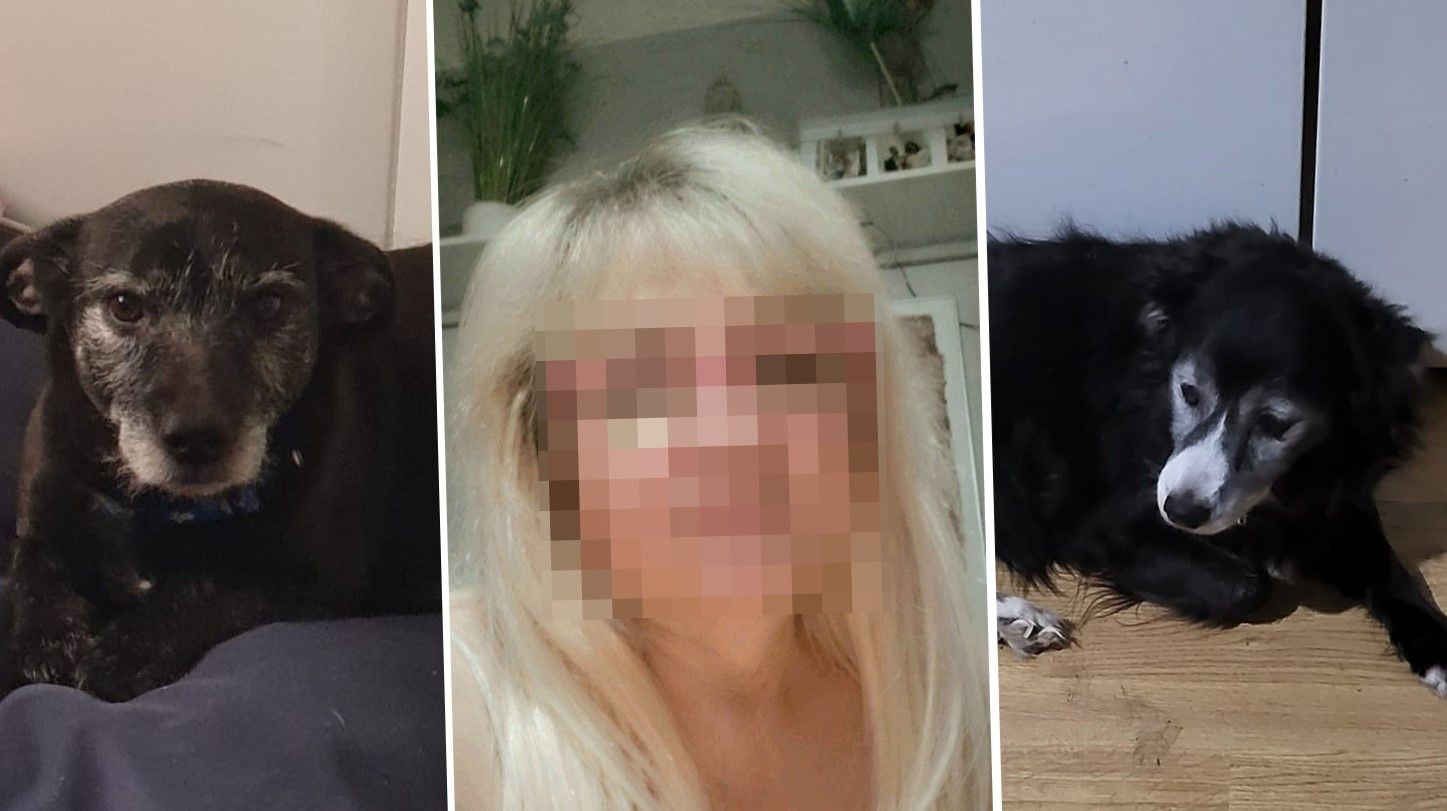 Hunde für kranke Wienerin unleistbar – muss 450€ zahlen