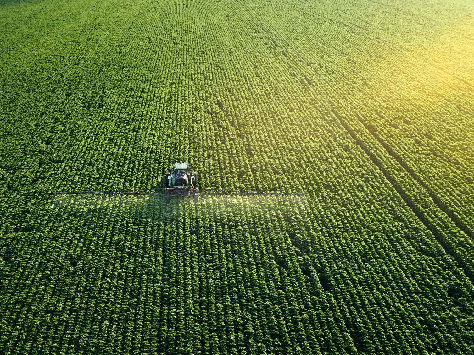 Tracking shot. Drone point of view of a Tractor spraying on a cultivated field. Small Business.