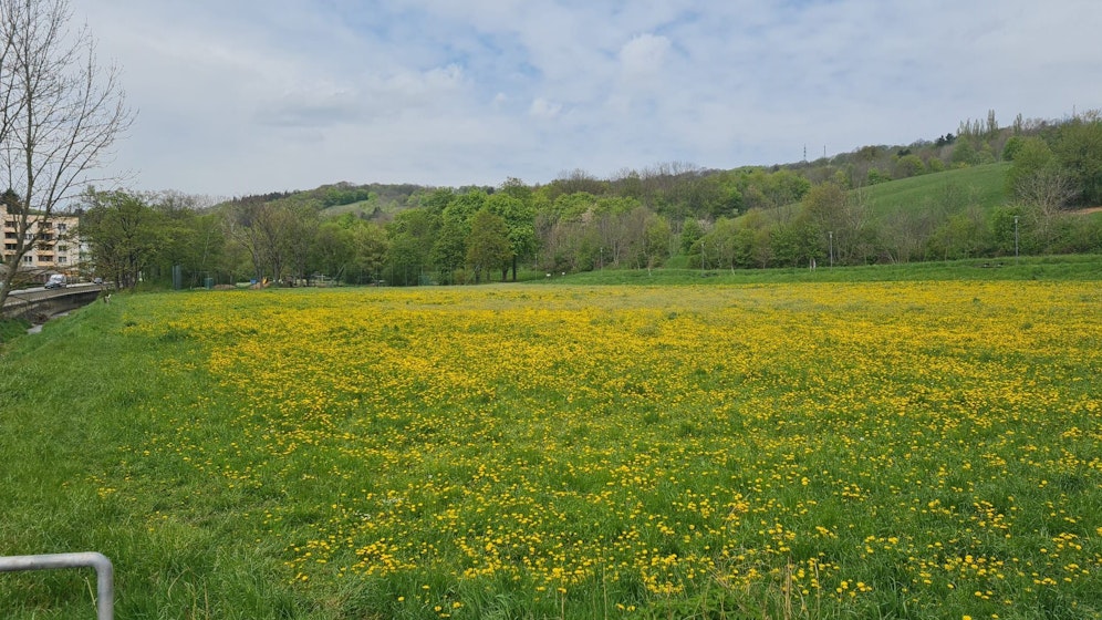 Auf diesem Acker soll ein neuer Kindergarten entstehen. Als Provisorium wird es eine Container-Lösung geben.