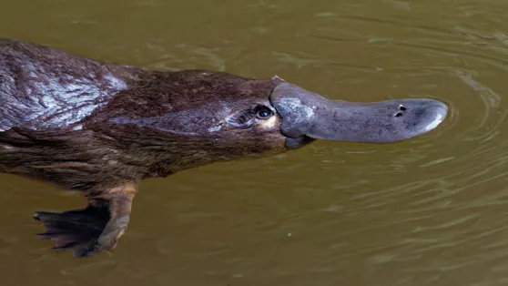 Schnabeltier Giftig Gewusst? DAS ist das giftigste Säugetier der Welt - Wildtiere | heute.at