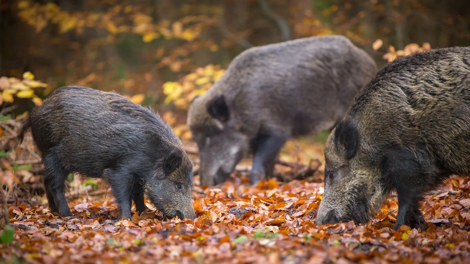 Wildschweine unterliegen in Österreich keiner gesetzlichen Abschlussplanung. Es darf ganzjährig bejagt werden, je nach Wildschäden und Populationsrate.