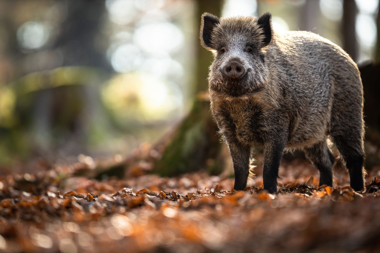 Ein Schwammerlsucher in Bayern wurde von einem Wildschwein angegriffen.