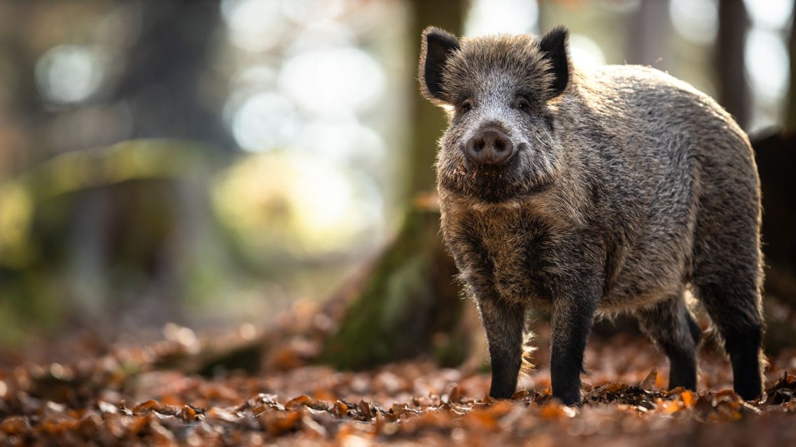 Ein Keiler kann ein Gewicht von 170 Kilogramm und eine Geschwindigkeit von 50 km/h erreichen.