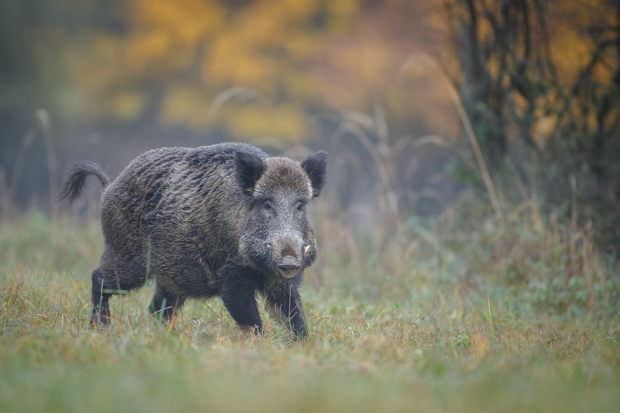 Ein Wildschwein hat eine Pensionistin in Frankreich in ihrem Garten attackiert (Symbolbild).