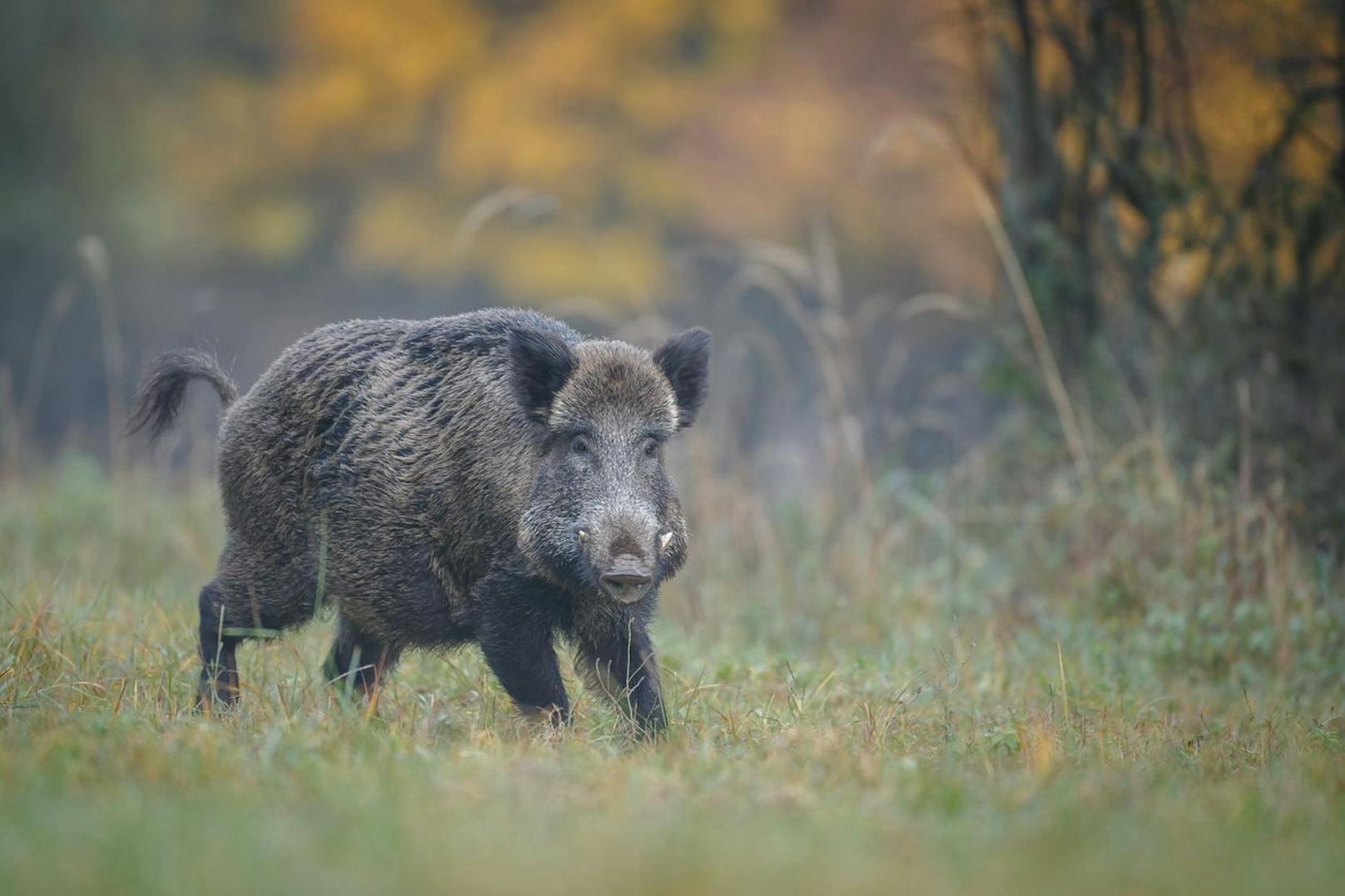In der freien Natur liegt die Lebenserwartung eines Wildschweins bei acht bis zwölf Jahren.